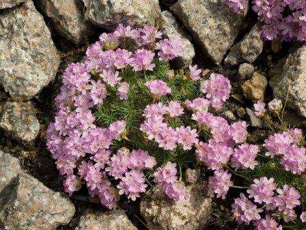 Armeria græs