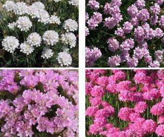 Se billeder af armeria: