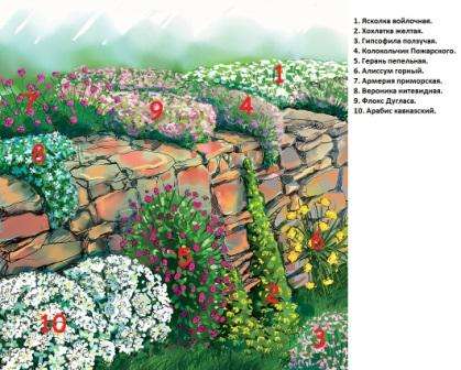 Hvis du vælger blomster til et blomsterbed, der vil blomstre hele sommeren eller ønsker at dekorere et alpine rutsjebane med lyse farver, så er Armeria den perfekte blomst. Med dine egne hænder vil du lave et unikt landskabsdesign.