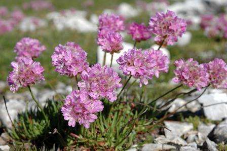 armeria ροζ