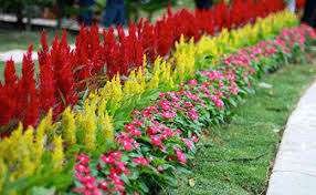 Planter i en blomsterhave bør ikke plantes meget tæt på hinanden - det kan føre til, at en af ​​dem dør i fremtiden.