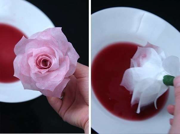 Kaffefiltre absorberer fugt meget godt, så du kan forberede en opløsning af vand med farvestof og nedsænke en rose i det i et par sekunder. Hvis rosen ikke er helt nedsænket i farvestoffet, bliver kun kanterne farvet.