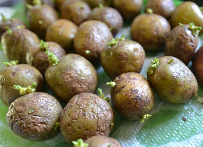 يمكن أن تساعد أوراق النعناع في إبطاء إنبات البطاطس