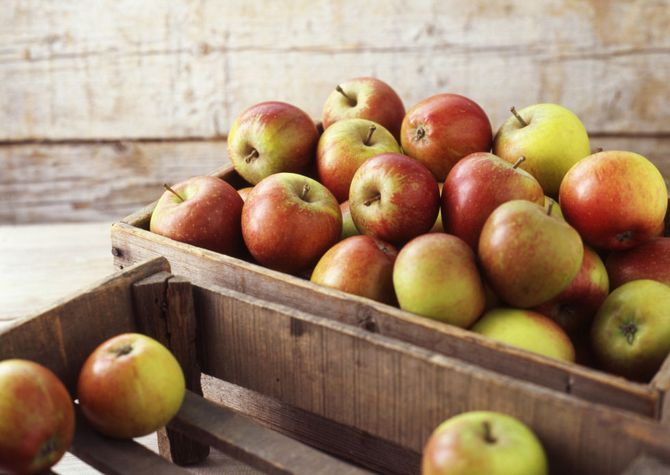 القواعد الأساسية لتخزين التفاح