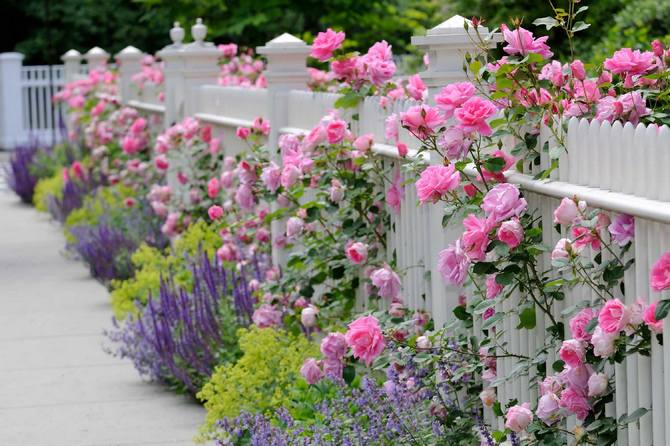 Klasická ružová záhrada zahŕňa výsadbu iba ruží.