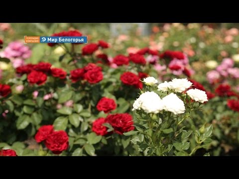 بناء وعيش. مسبحة (01.08.2016)