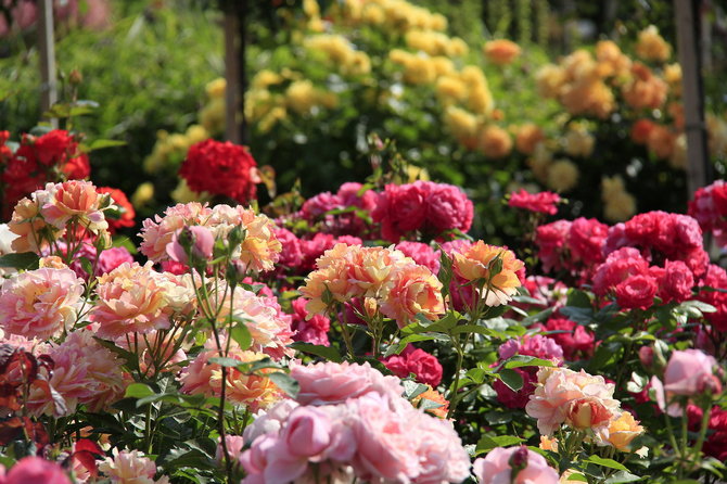 Výroba ružovej záhrady v záhrade vlastnými rukami. Výber miesta v krajine a odrôd ruží, príprava miesta. Dizajnová fotka