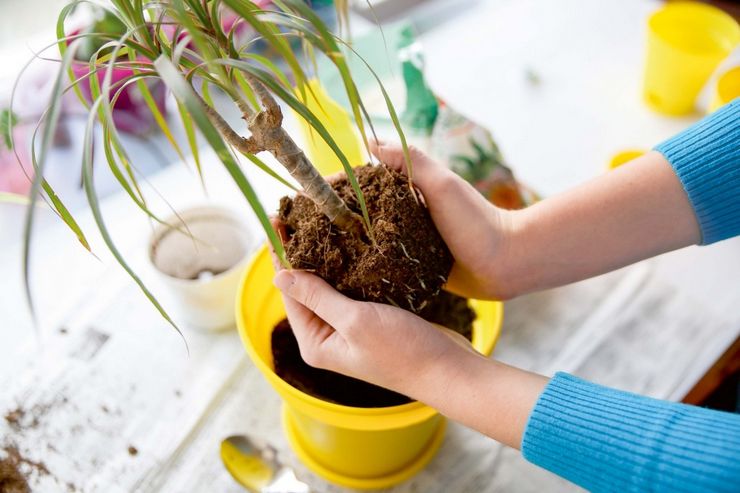 Eftersyn af plantens rødder