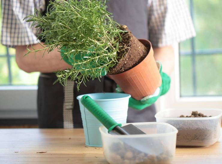 Transplantation af en oversvømmet plante