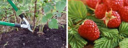 For bedre vækst og produktivitet af hindbær er det kun nødvendigt med syrefri jord med et højt indhold af organiske elementer.