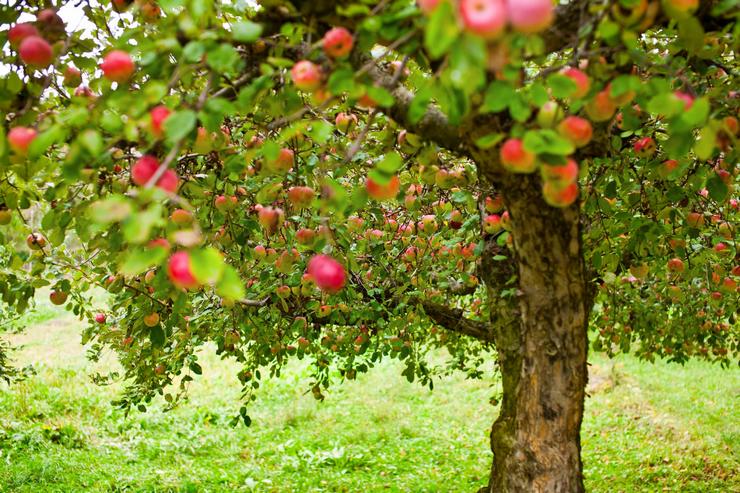 Æbletræer vandes i hele sommer- og efterårssæsonen.