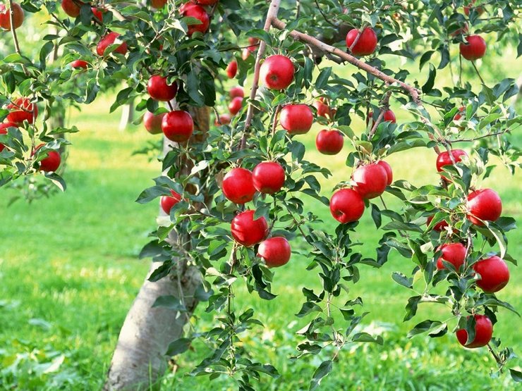 Sådan plejer du et æbletræ. Regler for dyrkning og pleje af et æbletræ i haven