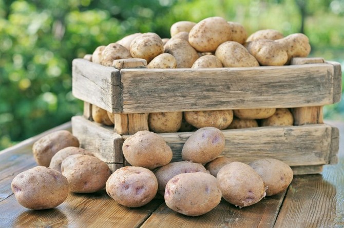 ما هي أفضل أنواع البطاطس للزراعة في منطقتك