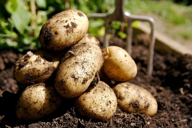كيفية اختيار أفضل أنواع البطاطس للزراعة في داشا والمؤامرة