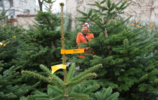 Tips til, hvordan du vælger det rigtige juletræ