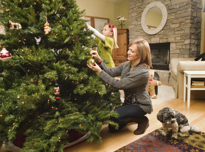 Ako si vybrať čerstvý strom. Správny výber vianočného stromčeka na Nový rok