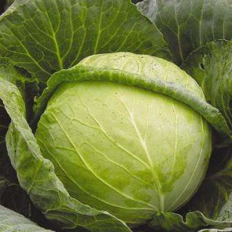 I det tilfælde, hvor frøene af hvidkål er sået i jorden, skal du også dykke kimplanterne. I åbent terræn plantes kålfrø i en afstand på ca. 20 cm til en lav dybde. Overvåg lufttemperaturen, f