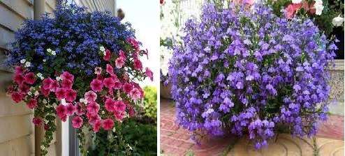 Vanding af lobelia blomsten skal være moderat. Undgå at udtørre jorden, og sørg samtidig for, at den ikke er meget våd, ellers vil der opstå svampesygdomme i din blomst. Lobelia plantes i åbent terræn i midten af ​​maj.