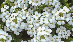 Alpine Arabis on myös suosittu puutarhureiden keskuudessa, mikä houkuttelee varhaisella kukinnalla - huhtikuussa. Toinen laji - Ferdinand Kobursky löytyy usein puutarha -alueista. Se kukkii toukokuussa ja eroaa muista lajeista lehtien muodossa.