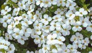 Alpine Arabis er også populær blandt gartnere, hvilket tiltrækker med tidlig blomstring - i april. En anden art - Ferdinand Kobursky findes ofte i havelodder. Den blomstrer i maj og adskiller sig fra andre arter i form af blade.