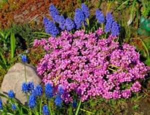 Det er ikke værd at vande blomsten regelmæssigt. Vær særlig opmærksom på det i tørre tider. Arabier er uhøjtidelige mod jorden, så den vokser godt i alle blomsterbed. Det anbefales at med jævne mellemrum løsne jorden og luge ukrudtet. Hvis du blander jorden i sand, vokser arabierne efter kort tid godt.