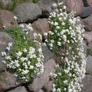 Selvom Arabier er en uhøjtidelig plante, anbefaler gartnere at fodre den. Mineralgødning styrker planten efter plantning i åbent terræn og hjælper den med at vokse godt. Nu ved du, hvordan du planter arabier på din egen grund med egne hænder, og du kan transformere