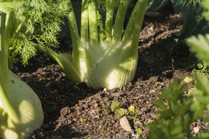Dyrkning af fennikel fra frø og plantningpleje