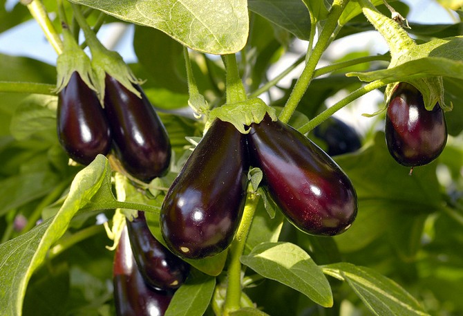 Sådan dyrkes aubergine: Syv hemmeligheder ved en god høst