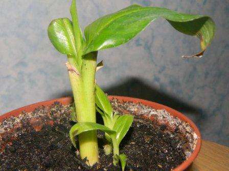 banan derhjemme hvordan man vokser