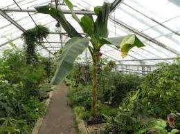 Bare rolig, at frøplanter ikke vises inden for 2-3 måneder. Dette er normalt, når man dyrker bananer derhjemme. Så snart de første skud vises, vokser planten aktivt, så du kan transplantere bananer i jorden i dit haveområde.