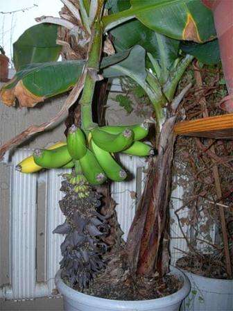 نظام درجة الحرارة 25-30 درجة. في ظل الظروف المثلى ، ينمو الموز بسرعة وبعد ظهور 10-15 ورقة وأزهار.