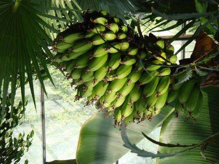 كيف ينمو الموز في المنزل. صور وفيديو