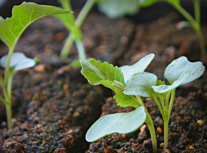 Såning af frø og voksende frøplanter