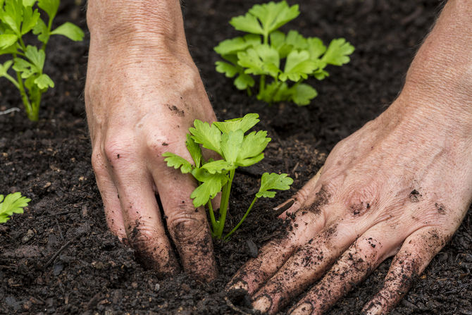 Forberedelse til plantning af selleri