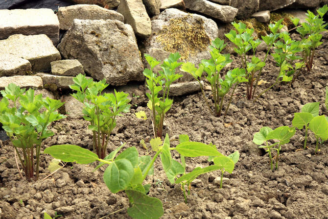 Plantning af frø af selleri i åbne senge