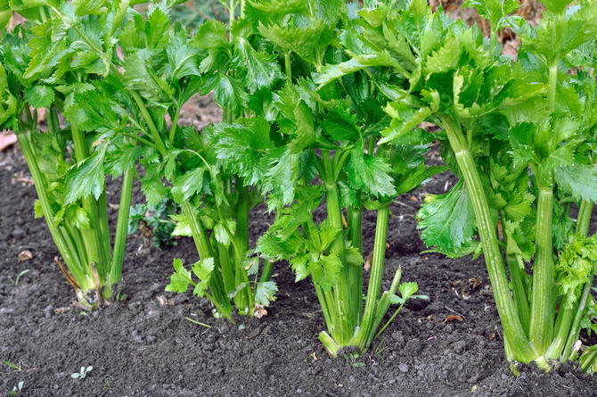 Dyrkning af stilket selleri i landet: plantning og pleje, landbrugsteknologi. Råd. Video