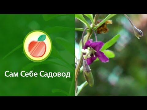Goji Berry (Dereza). Rastie
