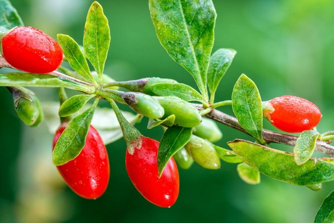 Kuinka kasvattaa goji (Tiibetin karhunvatukka) maassa