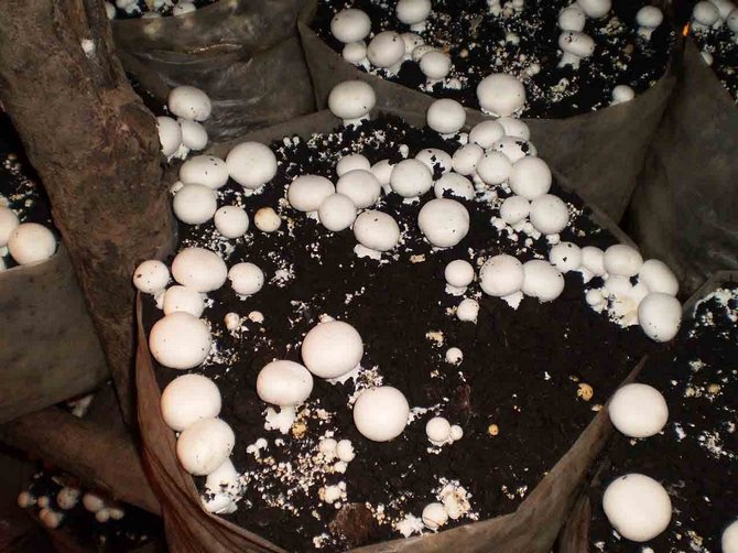 Dyrkning af svampe i poser