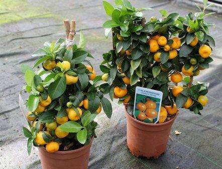 Calamondin: vokser derhjemme