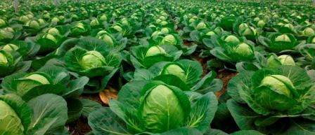 Gødning af kål i hele tiden fra plantning til modning udføres cirka 4 gange. Befrugtningstypen afhænger direkte af den jordtype, hvor planten er plantet. Den allerførste fodring udføres efter at den er gået