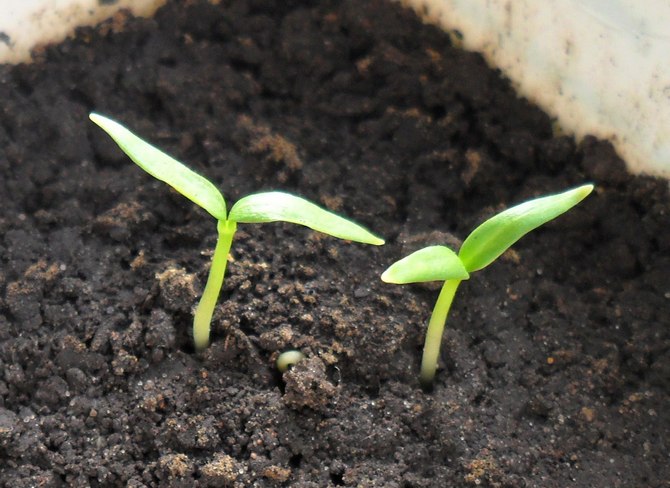 Dyrkning af kartoffelfrø og pleje af frøplanter