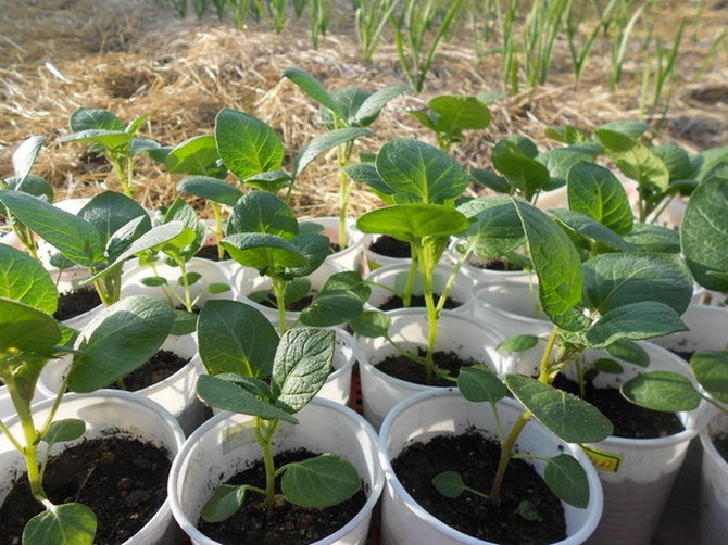 Plantning af frøplanter i åben jord og pleje af bedene