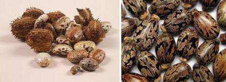حصل النبات على اسمه