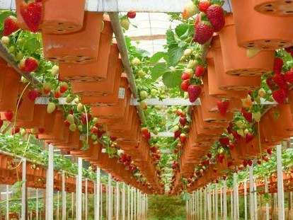 En anden type remontant jordbær afhænger ikke af længden af ​​dagslys, så det vil bære frugt