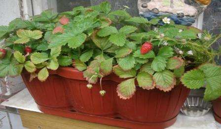jordbær i potter