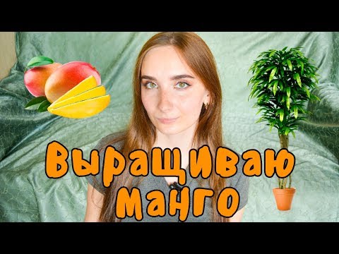 Kuinka kasvattaa mangosiemeniä kotona