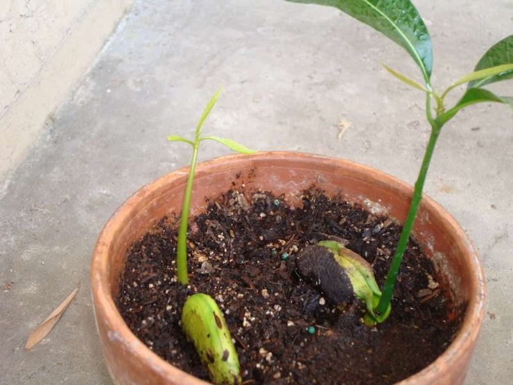 Kuinka kasvattaa mangoa siemenistä