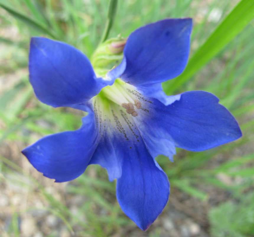 gentian plantning og pleje i det åbne felt foto