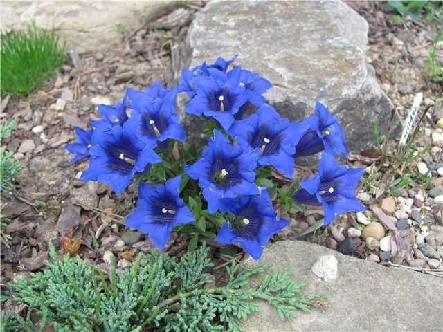 blomst gentian plantning og pleje